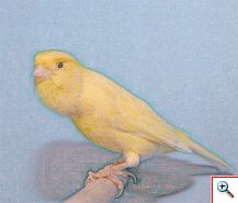 roller